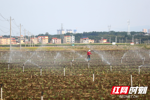 农业 蔬菜示范基地_副本.jpg 农业 蔬菜示范基地_副本.jpg