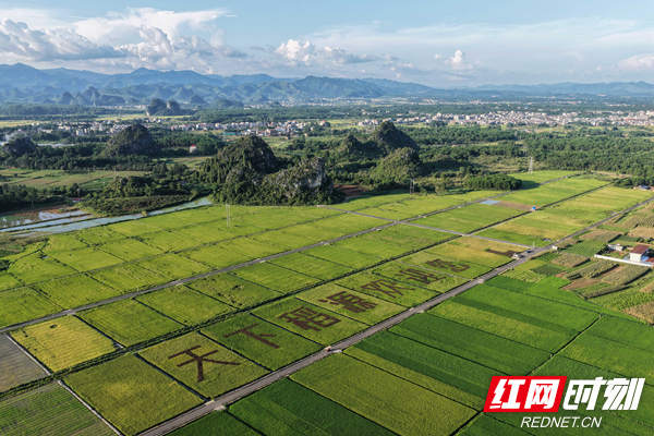 稻源.jpg 稻源.jpg