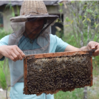 宜章：黄荆花开香满山 养蜂人赶花正忙