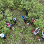 宜章县浆水乡新华村：油茶丰收采摘忙 硕果累累助增收