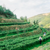 贸促企谈｜桂阳金仙农业：深耕一片叶 有机好茶香满山