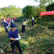 郴州市农业农村局：防除“加拿大一枝黄花” 守护生态平衡