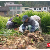 永兴县鲤鱼塘镇：田间产“黄金” 开启好“姜”来