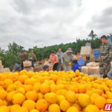 宜章长村好人曹文正：“橙”心“橙”诺带领乡亲种出“致富果”