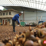 组图 | 宜章县：油茶晾晒分选忙