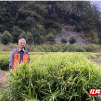 湘南学院南岭现代种业研究院：小黄姜无菌姜苗“原原种”种植成功