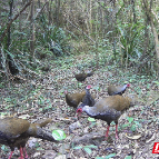 宜章县骑田国有林场：珍稀鸟类频“出镜” 生物多样和谐美