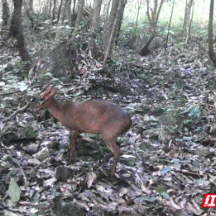 宜章县溶家洞国有林场：“社恐”精灵小麂频现山林觅食