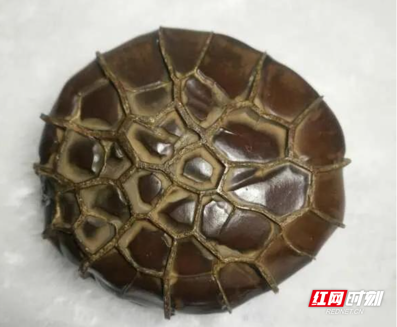 李军：奇“石”妙想走四方