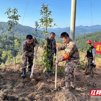 汝城县大坪国有林场：大力植树造林 共筑美丽汝城