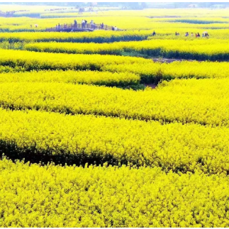 沙洲日记丨请来沙洲看菜花