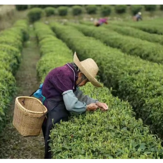 4万亩茶山变“金山”  托起群众致富梦