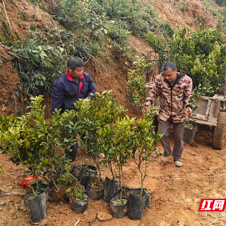 资兴市兴宁镇：春耕正当时 金柑移栽忙