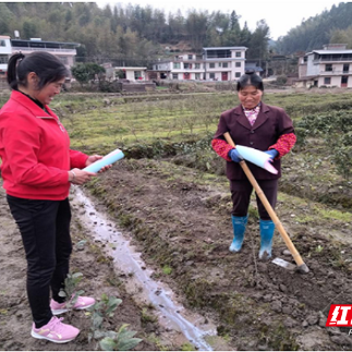 桂东清泉：春茶交易忙 交通安全不能忘