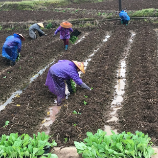 乡村振兴 | 湖南桂阳：抢抓黄金期 烤烟移栽忙