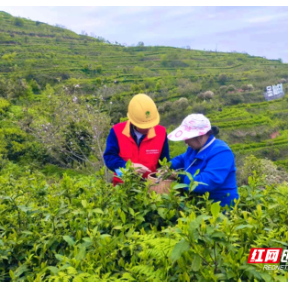 国网桂阳县供电公司 ：春茶生产“电力足”乡村振兴茶飘香