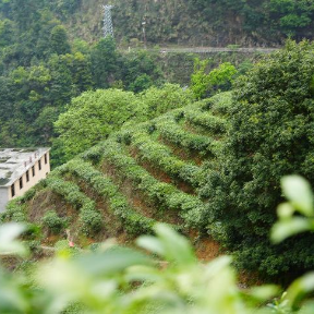 宜章莽山：清明茶飘香 瑶胞采摘忙