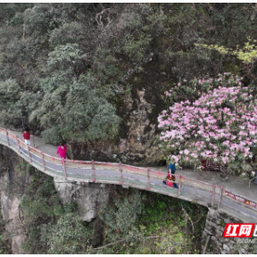 湖南莽山：高山杜鹃春日争艳