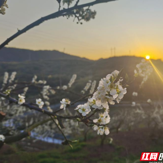 沙洲日记｜又见柰李花开