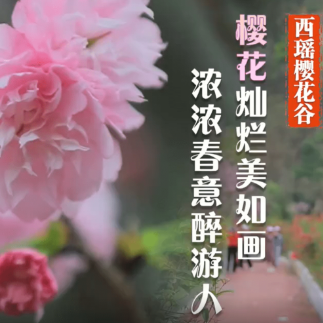 临武西瑶樱花谷：樱花灿烂美如画 浓浓春意醉游人