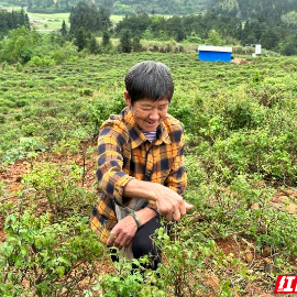 汝城县：藤茶两收造福一方村民