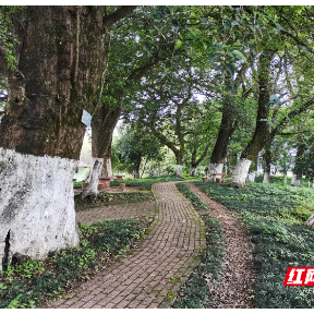 汝城县：“护村神龙”南方红豆杉