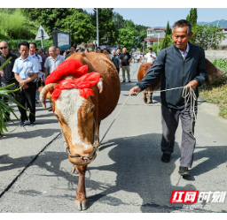 临武县：给牛配戴大红花 休息 喂食 庆贺牛神生日