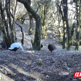 宜章莽山：“林中仙子”白鹇带幼崽觅食