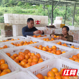 袁国庆:“新农人”助力乡村振兴