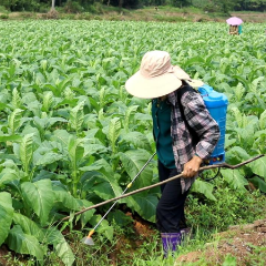 宜章县香花村：立夏时节到 烟田管护忙