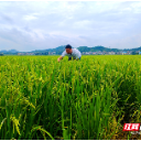 逐梦乡村天地宽——记汝城县土桥镇土桥村文书、民兵连长何飞