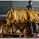 组图 | 嘉禾县行廊镇：“金叶”飘香“赶烤”忙