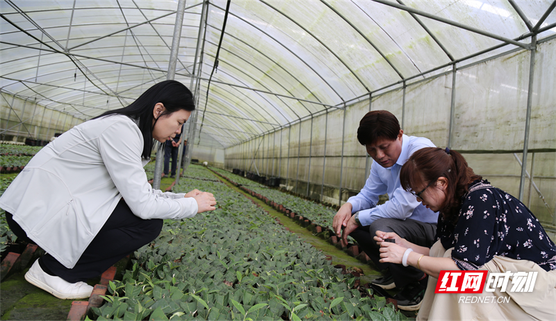 省茶叶产业技术体系“首席—岗—站”联动助力郴茶发展