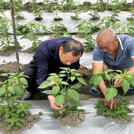 郭敏智：基层“耕耘者” 务实“解题人”