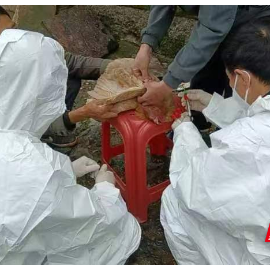 永兴县扎实开展春防免疫抗体监测采样工作