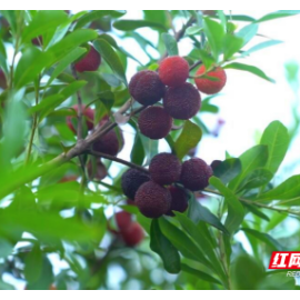 临武龙归坪：“台梅”新品  甜蜜一“夏”