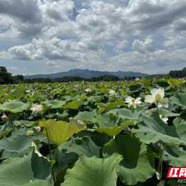 资兴市程水村：产业强村 负债村变百万村