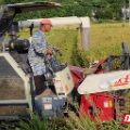 “丰”景如画｜永兴县黄泥镇：稻花香里说丰年 正是早稻收割时