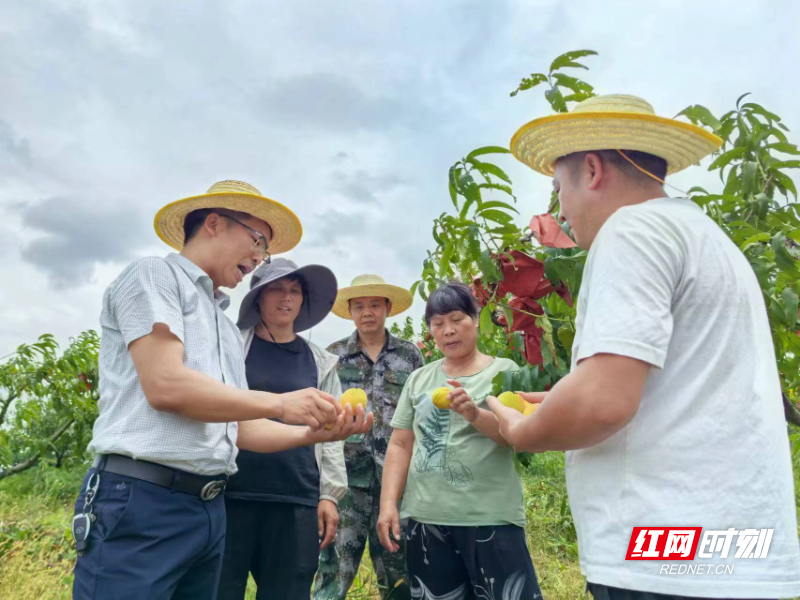 桂阳县洋市镇：黄桃飘香 拓宽乡村振兴路