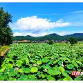 汝城县：金山古村绽放“花样经济”