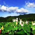 组图｜苏仙区和平村：十里荷花香满园