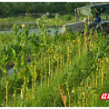 “丰”景如画｜安仁石基头村：高标农田舞龙头高效农田尝甜头