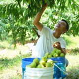 宜章县赤石乡曹田村：石漠化山区结出“致富果”