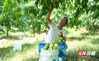 宜章县赤石乡曹田村：石漠化山区结出“致富果”