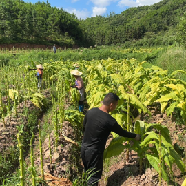 致富带头人李日雄：返乡种烟助农增收