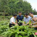 省林科院开展技术培训 护航桂东粽叶丰产