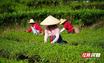 宜章莽山：秋茶飘香采摘忙