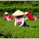 宜章莽山：秋茶飘香采摘忙