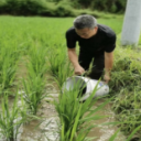 桂阳县莲塘镇李白村：党建引领促振兴，鱼稻共生巧致富