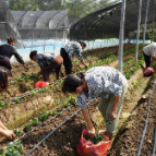 宜章县岩泉镇小河村：草莓移栽促增收